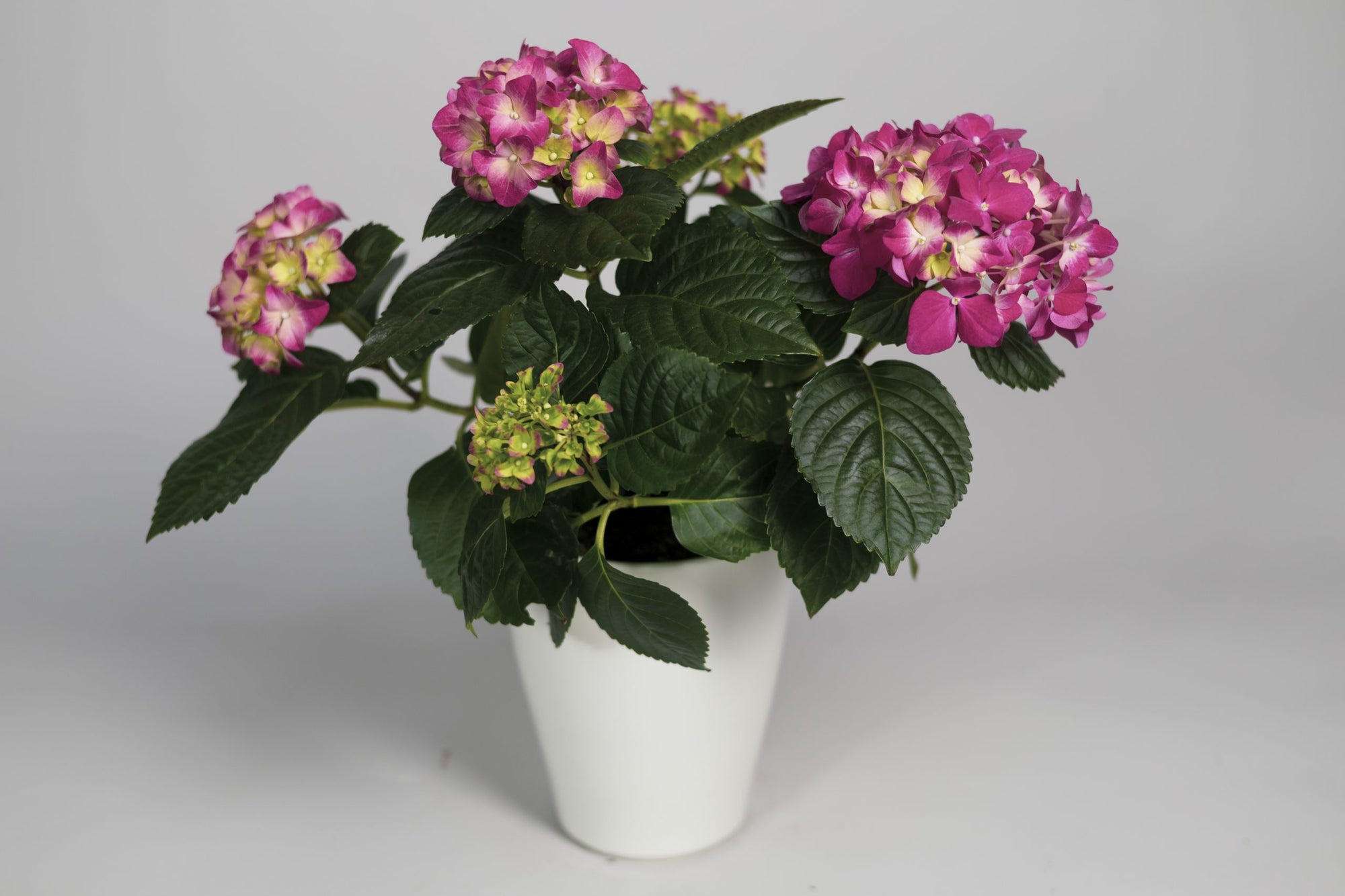 Hortensia