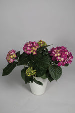 Hortensia