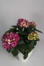 Hortensia
