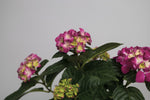 Hortensia