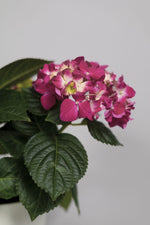 Hortensia