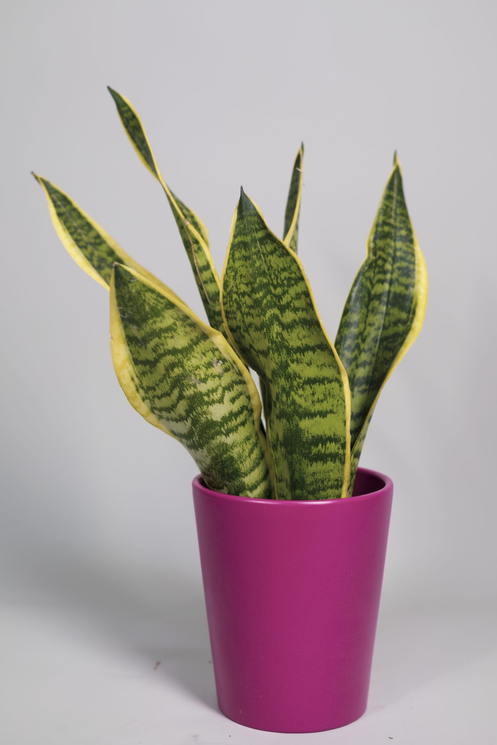 La Sansevieria
