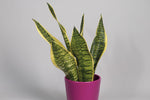 La Sansevieria