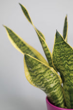 La Sansevieria