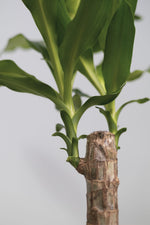Yuca