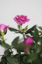 El rosal