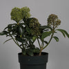 Le Skimmia