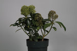 La skimmia