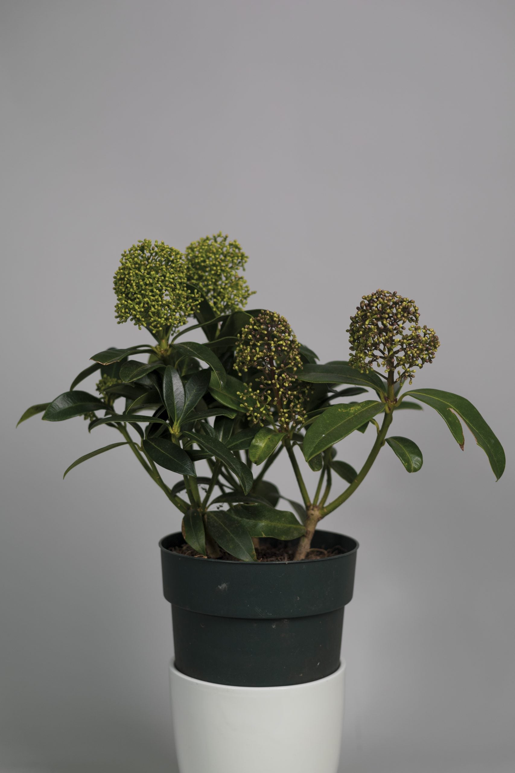 Le Skimmia