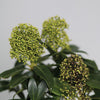 Le Skimmia