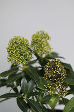 La skimmia