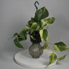 The Pothos