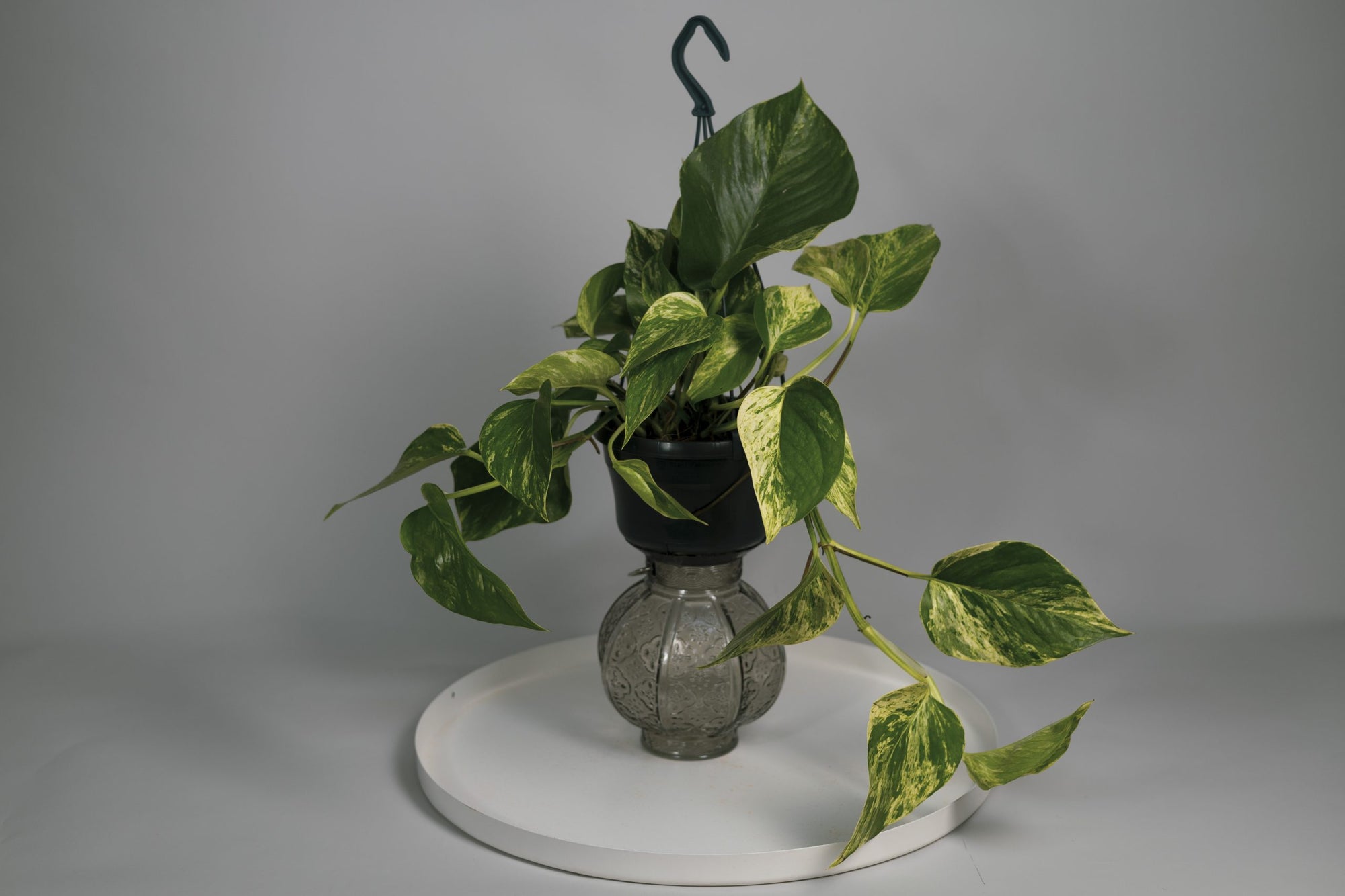 Le Pothos