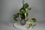 Le Pothos