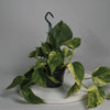 The Pothos