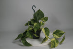 Le Pothos
