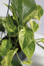 Le Pothos