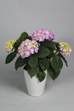 Hortensia