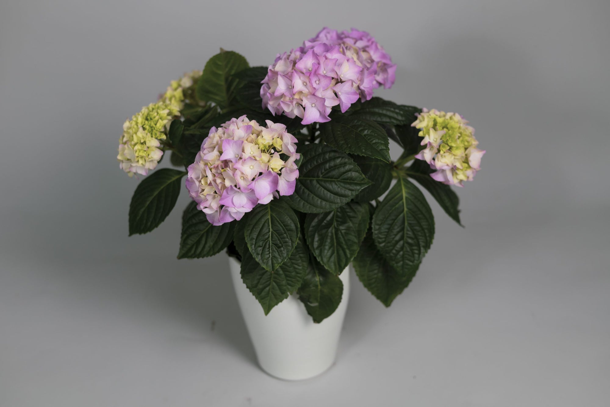 Hortensia