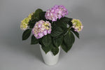 Hortensia