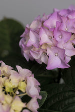 Hortensia