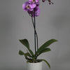 La orquídea Phalaenopsis morada