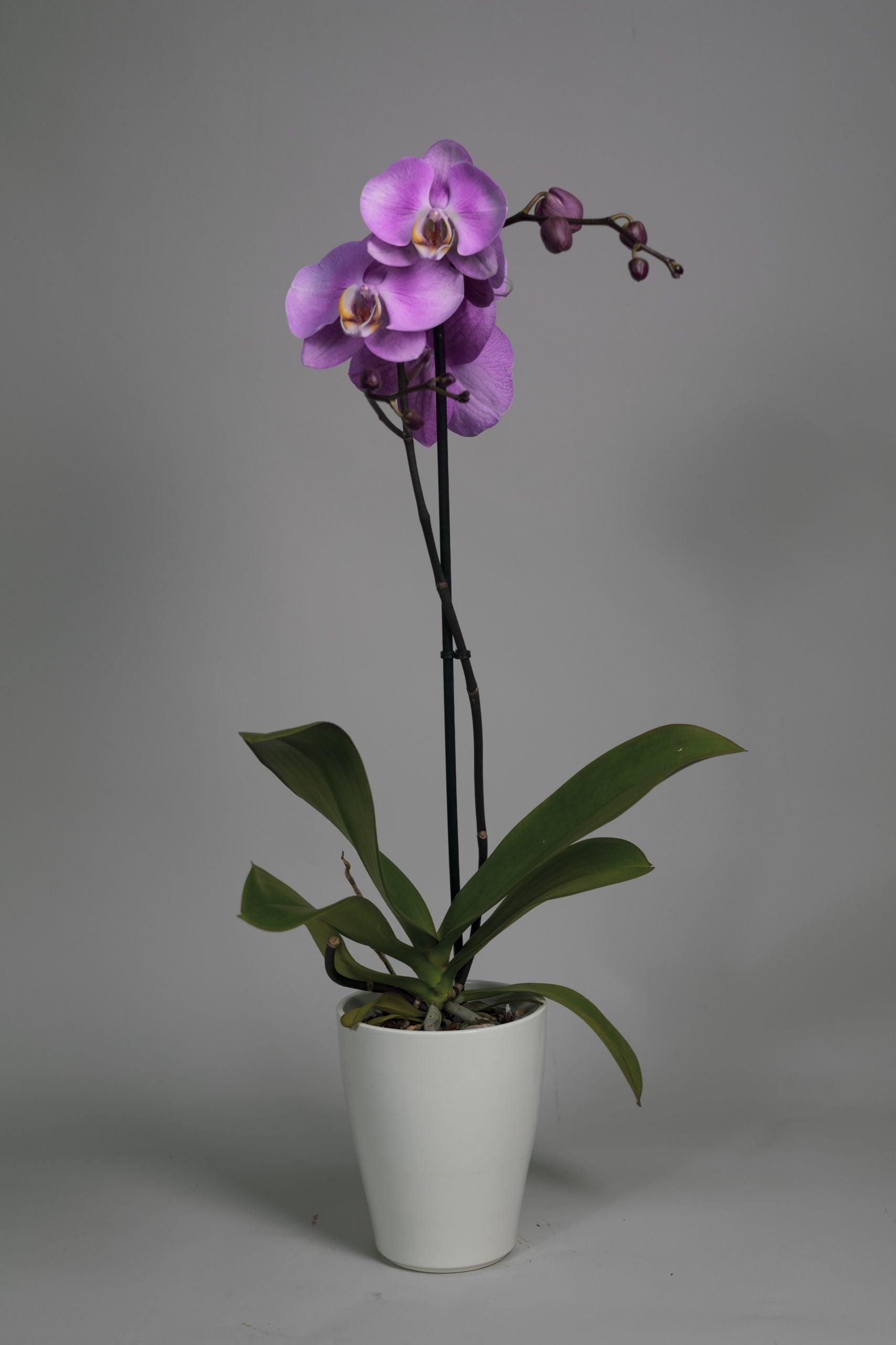 L’orchidée Phalaenopsis Violet
