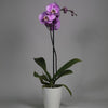 La orquídea Phalaenopsis morada