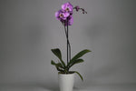 L’orchidée Phalaenopsis Violet