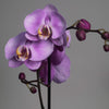 La orquídea Phalaenopsis morada