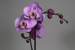 L’orchidée Phalaenopsis Violet