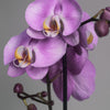 L’orchidée Phalaenopsis Violet