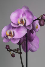 L’orchidée Phalaenopsis Violet