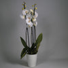 La orquídea Phalaenopsis blanca