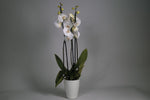 La orquídea Phalaenopsis blanca