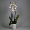 L’Orchidée Phalaenopsis Blanche