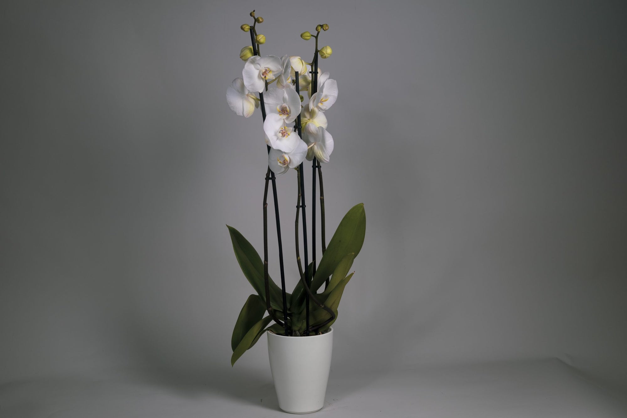 L’Orchidée Phalaenopsis Blanche