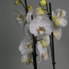 La orquídea Phalaenopsis blanca