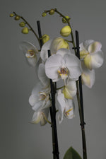La orquídea Phalaenopsis blanca