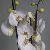 L’Orchidée Phalaenopsis Blanche