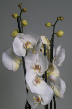 La orquídea Phalaenopsis blanca