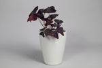 Oxalis