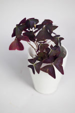 Oxalis