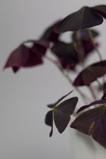 Oxalis