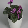 Cyclamen