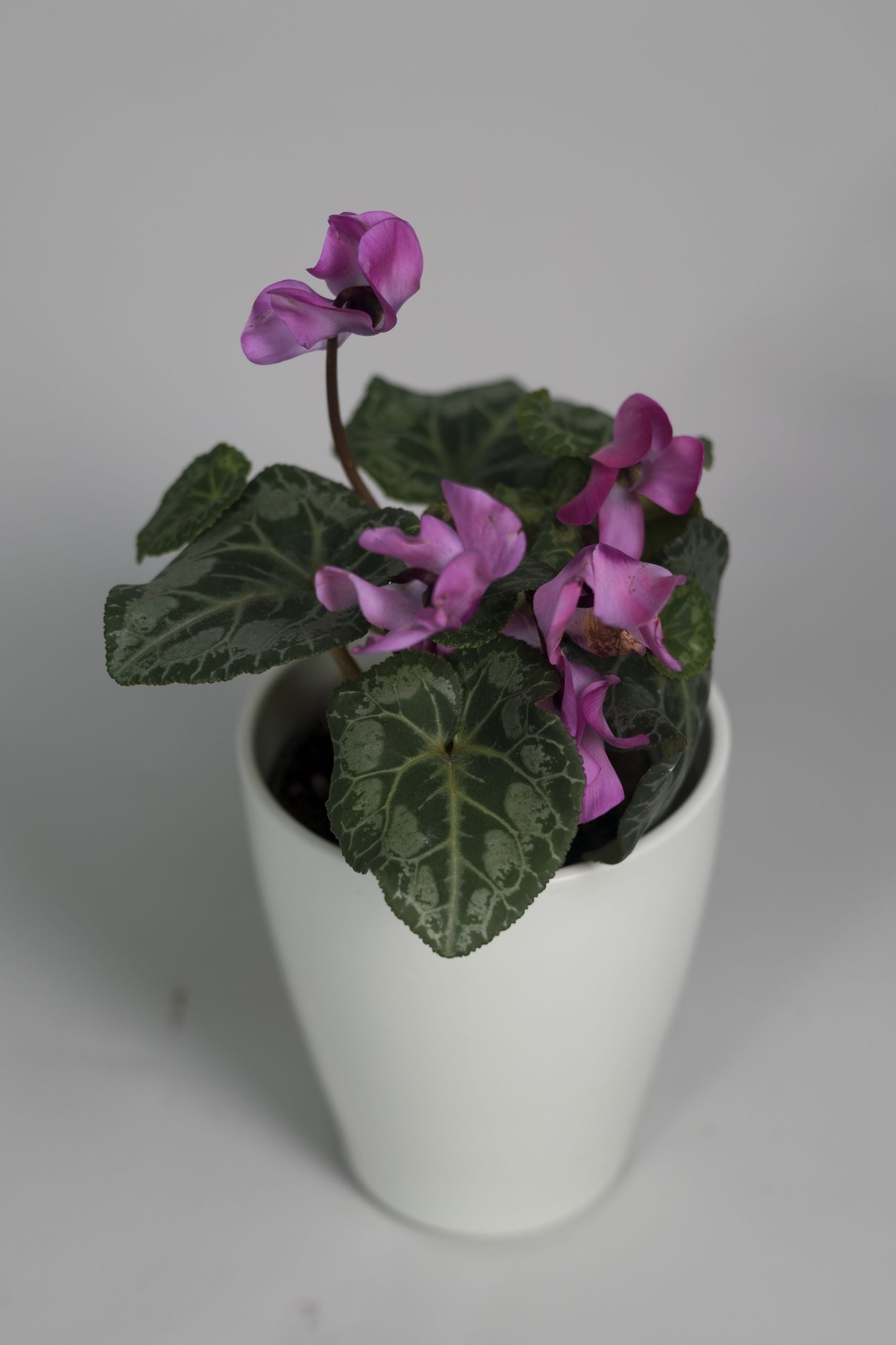 Le Cyclamen