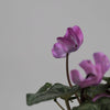 Cyclamen