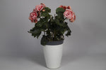 Begonia