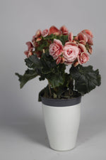 Begonia