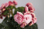 Begonia